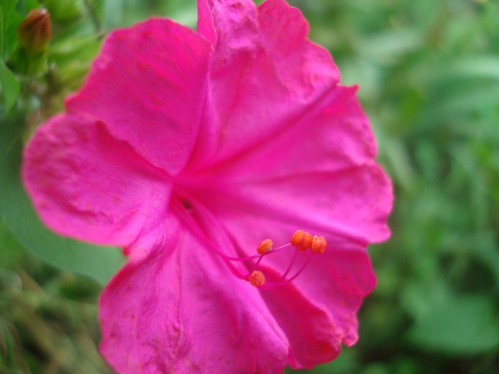DSC04150 - Poze tsara 2010