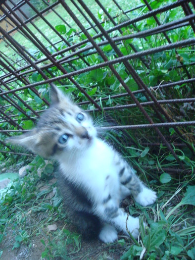 DSC04159 - Poze tsara 2010