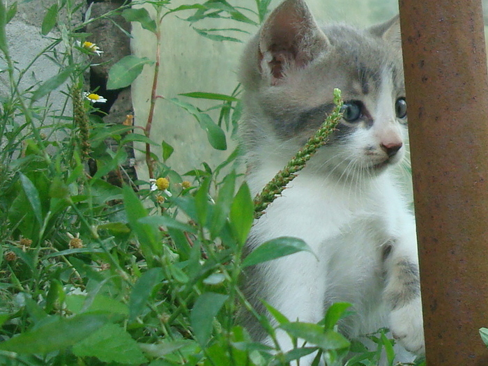 DSC04352 - Poze tsara 2010