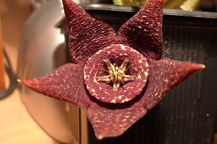  - Stapelia variegata