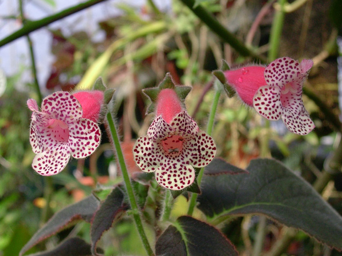 Kohleria HCYs Venus (poza este preluata de pe net) - Venus