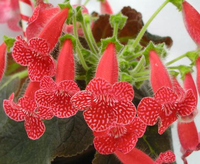 Kohleria Strawberry Fields (poza este preluata de pe net) - Kohleria Strawberry IMI LIPSESTE