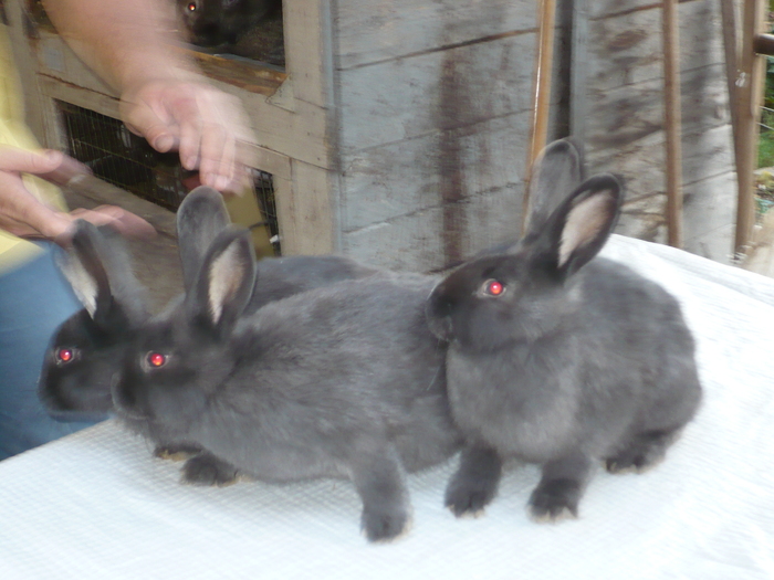 de vanzare 4femele500ron