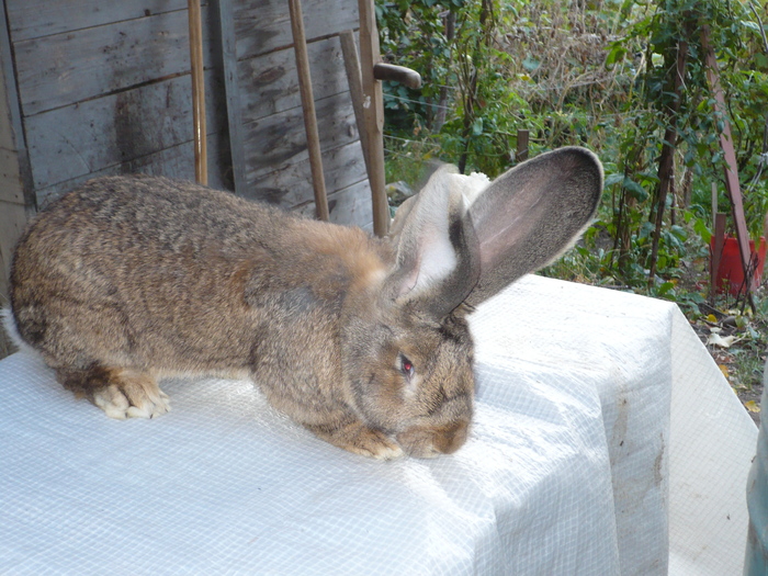 mascol 15 10 2009de vanzare