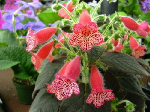 Kohleria Manchu (poza preluata de pe net)