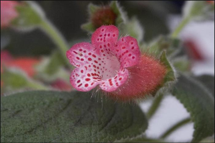 Kohleria Peridots Kitlope (poza preluata de pe net) - Kohleria Peridots Kitlope IMI LIPSESTE