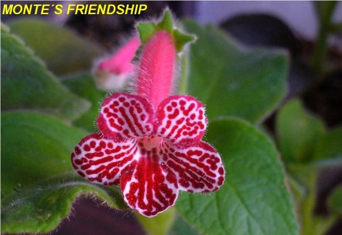 Kohleria Montes Friendship (poza preluata de pe net)