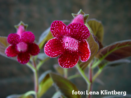 Kohleria Pendulina (poza preluata de pe net) - Pendulina IMI LIPSESTE