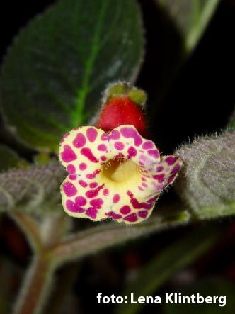 Kohleria Mothers Lipstick (poza preluata de pe net)