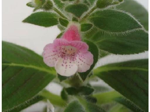 Kohleria Pink Heaven (poza preluata de pe net)