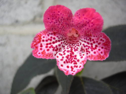 Kohleria Queen Victoria (poza preluata de pe net) - Queen Victoria IMI LIPSESTE