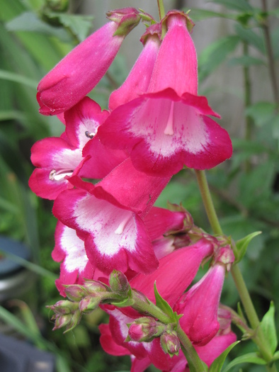 Penstemon George Moon 19 sept 2010 - plante diverse