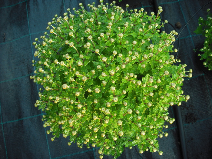 DSCF1296 - Crizanteme