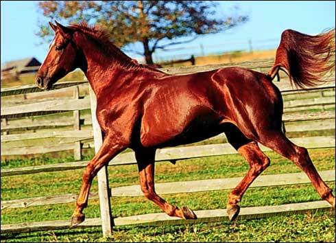 cal_72 - poze animale