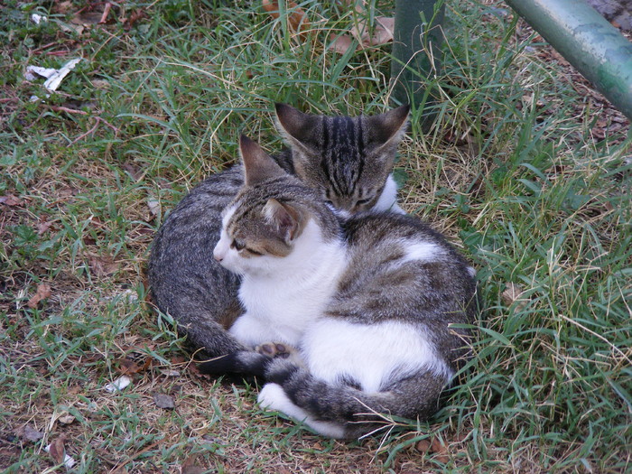 201 - Luna de miere - Turcia - Istanbul
