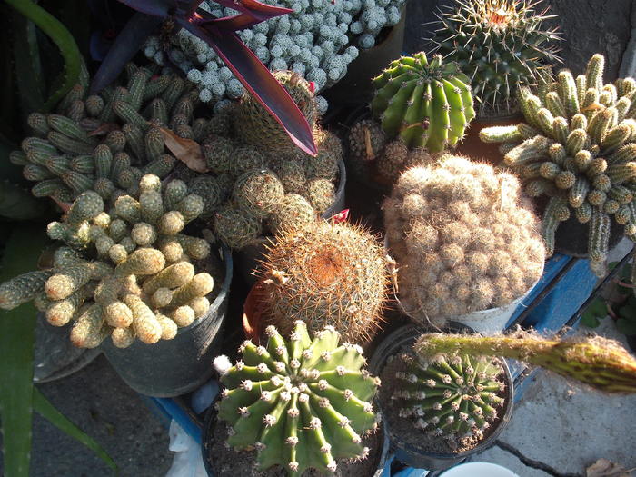 Cactusi - flori de ghiveci
