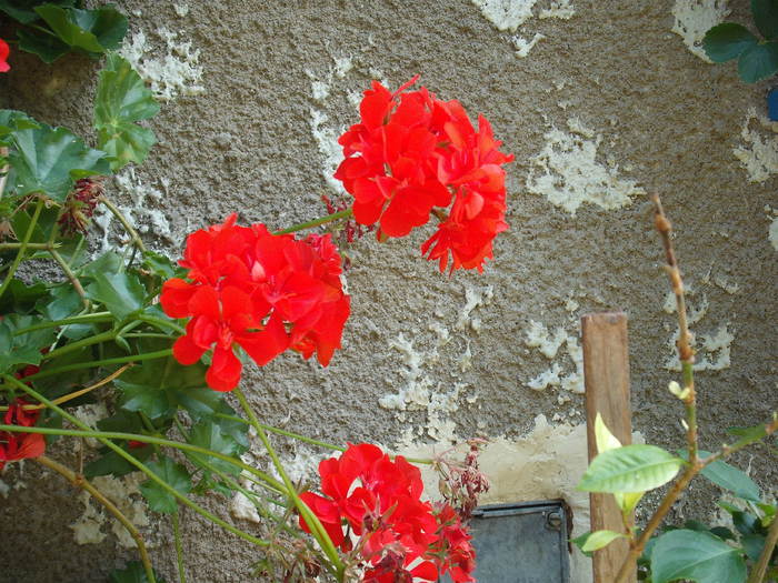 muscata curgatoare rosie - flori de ghiveci