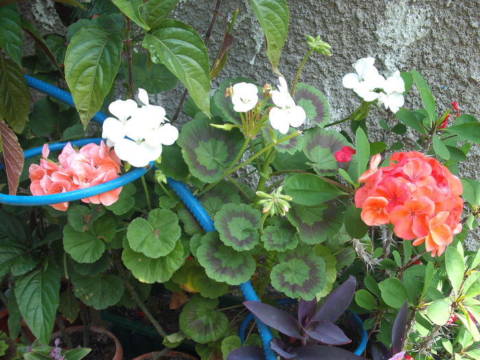 muscata - flori de ghiveci