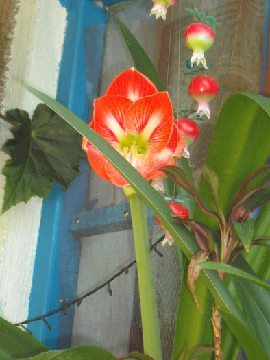 amarilis - flori de ghiveci