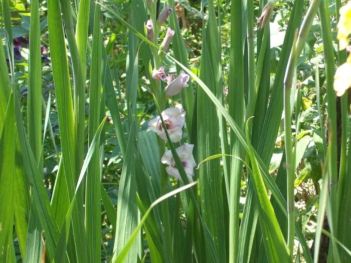 DSCF4117 - gladiole 2010