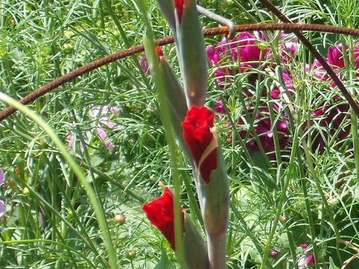 DSCF4119 - gladiole 2010