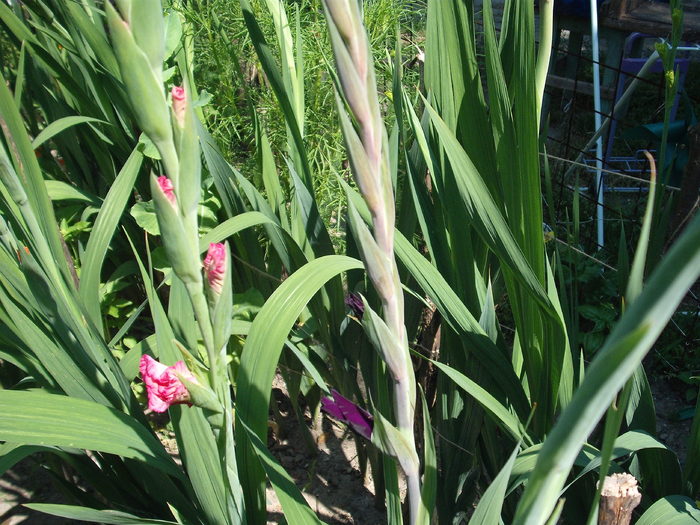 DSCF4127 - gladiole 2010