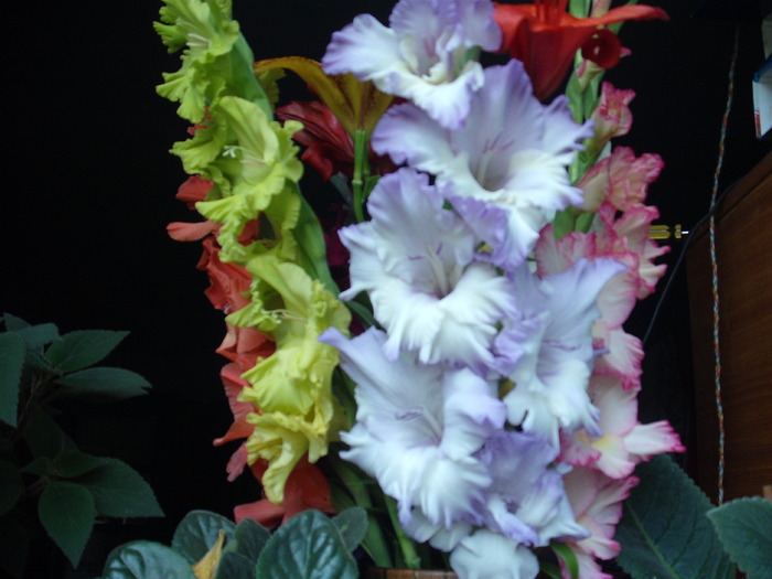 DSCF4113 - gladiole 2010