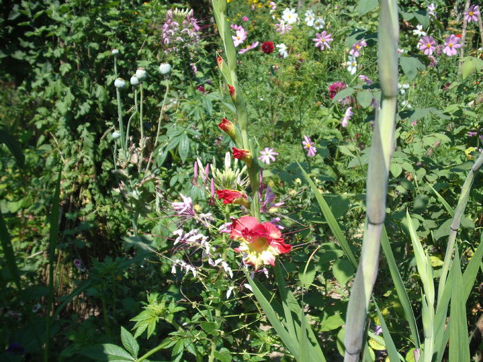 DSCF4130 - gladiole 2010