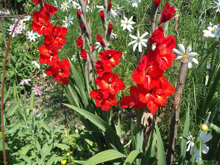 DSCF4131 - gladiole 2010