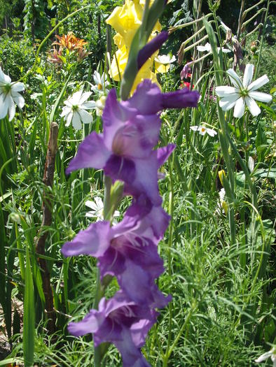 DSCF4139 - gladiole 2010