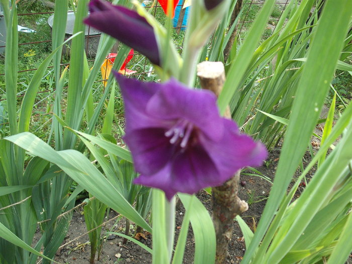 DSCF4151 - gladiole 2010