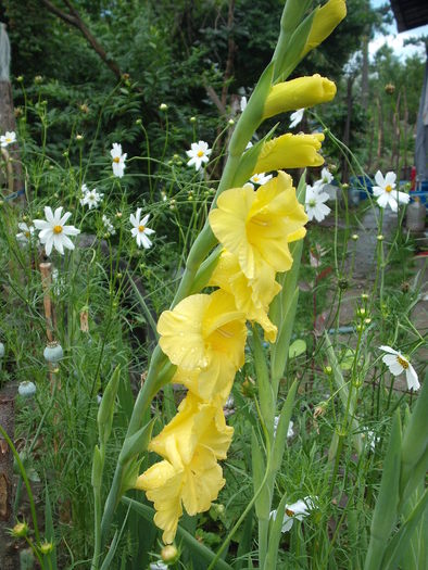 DSCF4092 - gladiole 2010