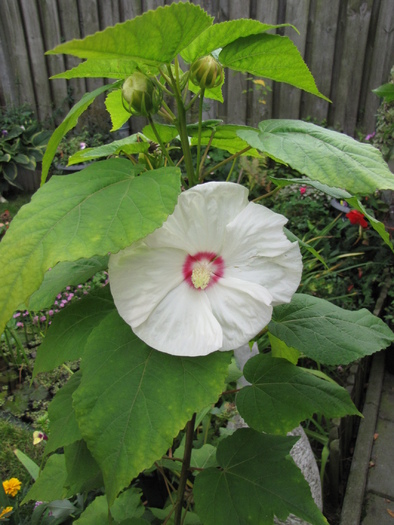 Hibiscus Moscheutos 23 sept 2010 (1) - hibiscus gradina