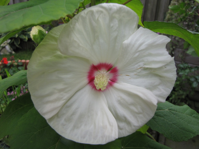 Hibiscus Moscheutos 23 sept 2010 (2) - hibiscus gradina