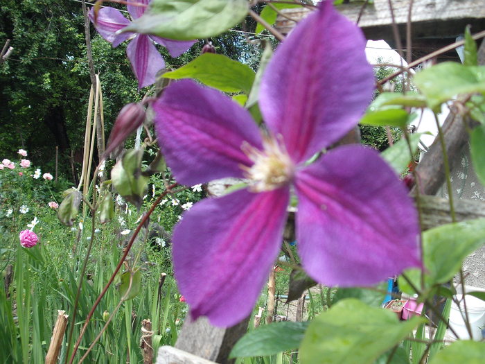 clematita