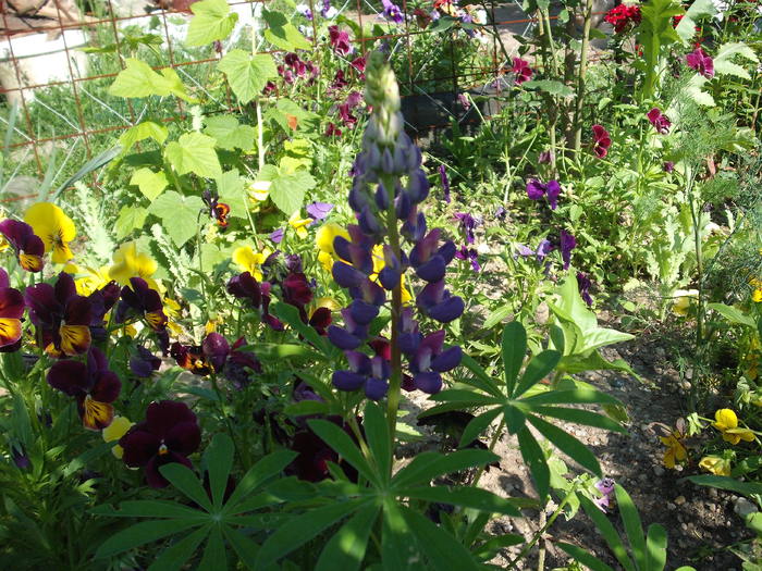 lupin albastru si panselute