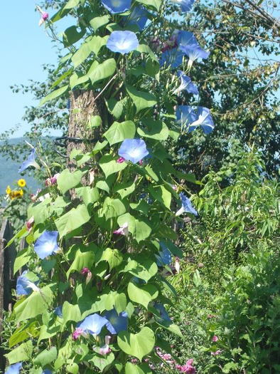 zorele albastre - trandafiri si alte flori