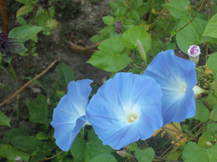 zorele albastre - trandafiri si alte flori