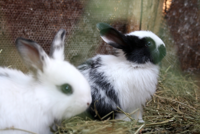 rabbit - Iepuri comuni- rasa Corcitures sau Depuspegratar