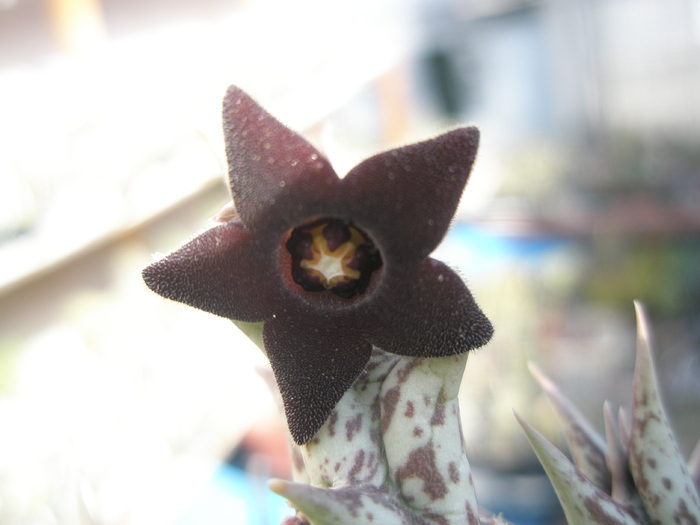 Caralluma hesperidum - floare - Caralluma