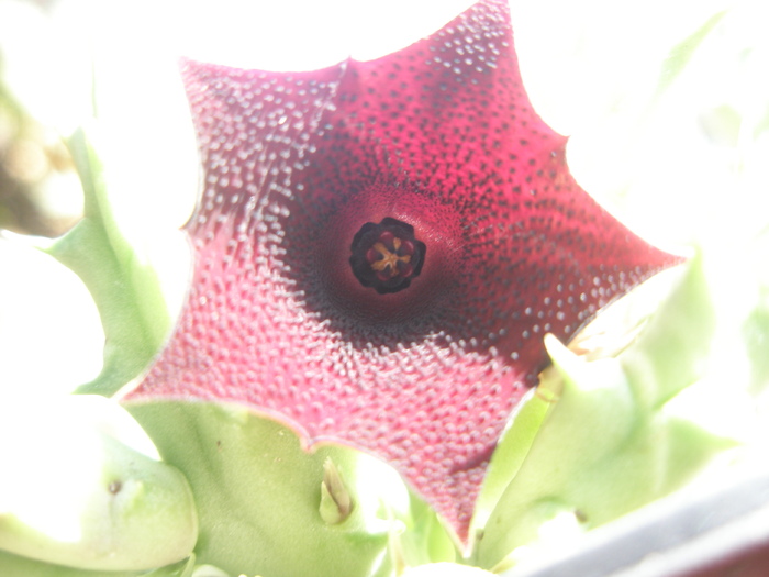 Huernia keniensis. v keniensis - floare 24.09 - Huernia