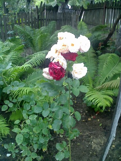 04-07-10_1415 - butasi  trandafir disponibili
