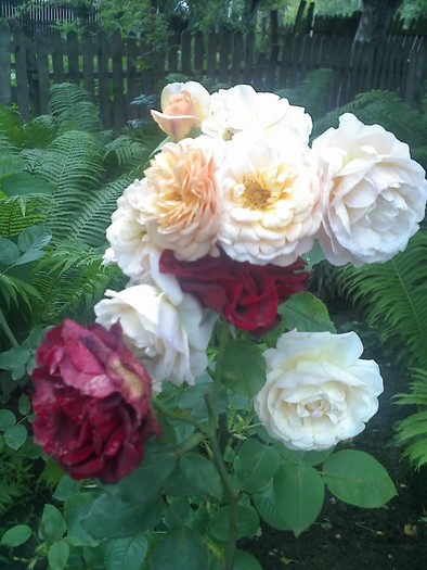 04-07-10_1416 - butasi  trandafir disponibili