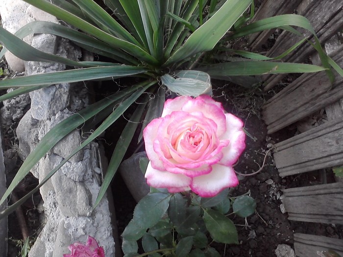 P150910_13.38