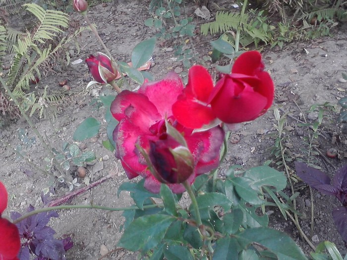 P150910_13.40_[01]
