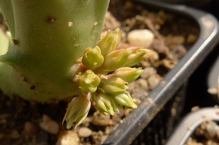 Orbeopsis lutea - Orbeopsis lutea