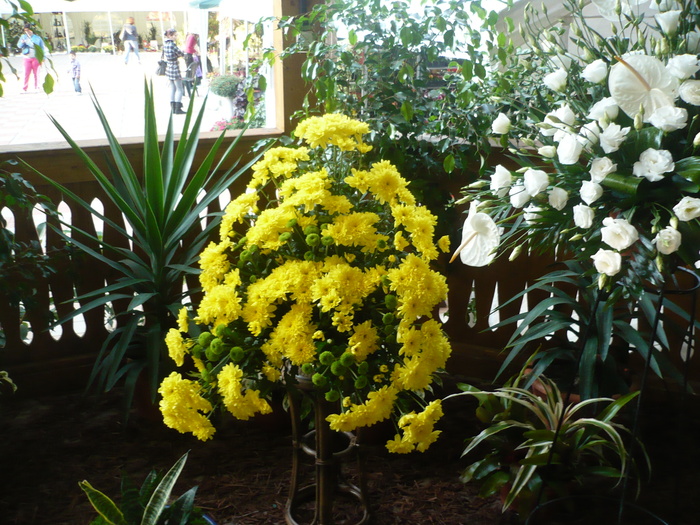 Sarbatoara Castanelor 2010 013 - Expo-Flora 2010 Baia Mare