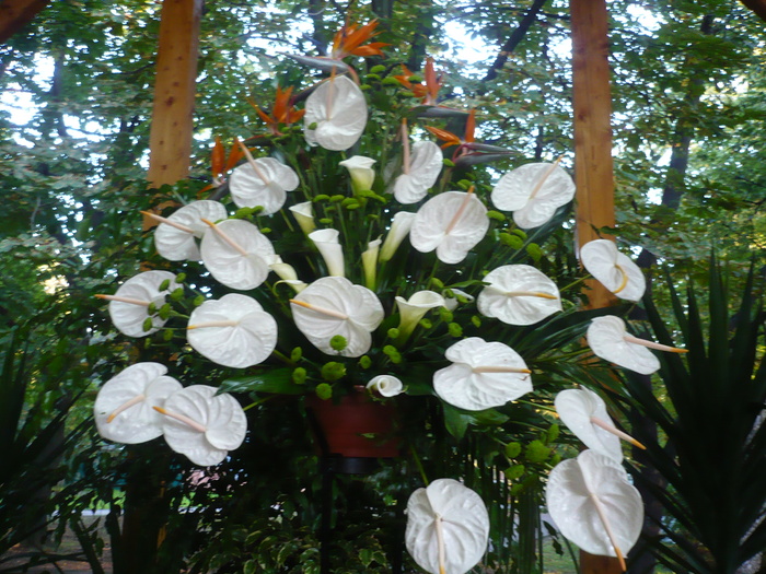 Sarbatoara Castanelor 2010 027 - Expo-Flora 2010 Baia Mare