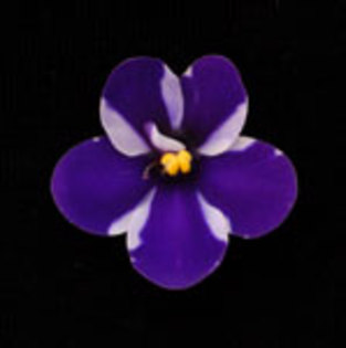 Concord (chimera) - VIOLETE pe care le doream candva