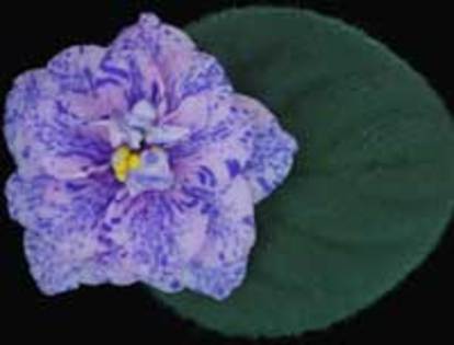 Cosmic Art - VIOLETE pe care le doream candva